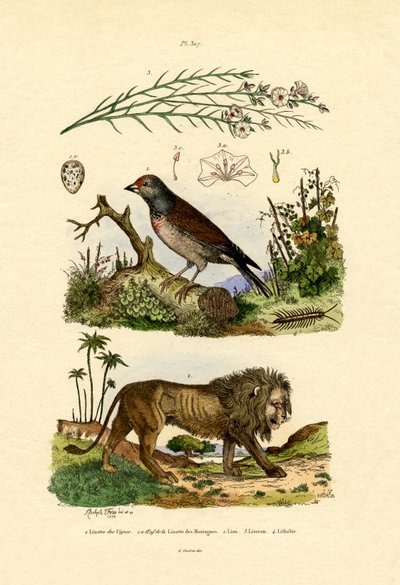 Linnet, 1833-39 autorstwa French School