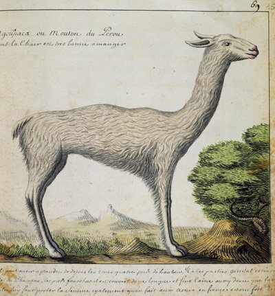 Lama, Peru, akwarela z dziennika pokładowego Jacquesa Gouina de Beauchesne (1652-1730), kapitan Compagnie Royale de la Mer du Sud, od 1698 do 1701, Francja autorstwa French School