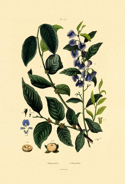 Śliwka lotosowa, 1833-39 autorstwa French School