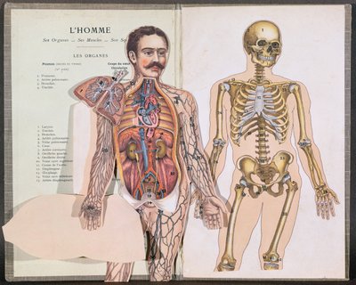 Człowiek, jego organy, jego mięśnie i jego szkielet, z Anatomie Elementaire autorstwa dr Lelievre autorstwa French School