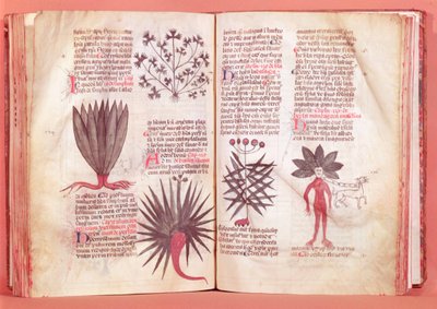 Mandragora z traktatu Dioscoridesa (AD 40-c.90) autorstwa French School