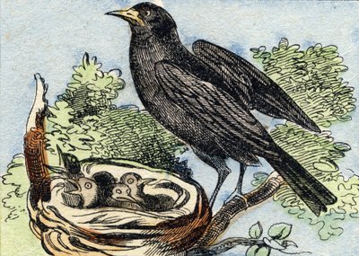 Merle. Grawerowanie w "Buffon Alphabet des Oiseaux n 2". 3. Seria N 2. Obrazowanie Epinal, Epinal, koniec XIX wieku. 16 stron. Wymiary: 28x21 cm autorstwa French School
