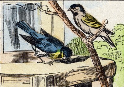 Wiadomość. Grawerowanie w "Buffon Alphabet des Oiseaux n 1". 3. Seria N 1. Obrazowanie Epinal, Epinal, koniec XIX wieku. 16 stron. Wymiary: 28x21 cm autorstwa French School