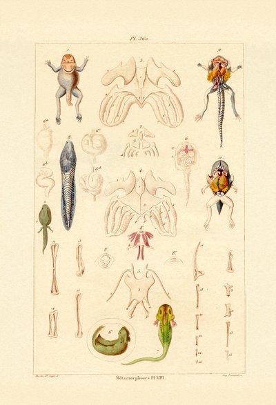 Metamorfoza autorstwa French School