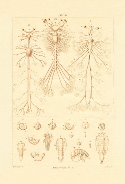Metamorfoza, 1833-39 autorstwa French School