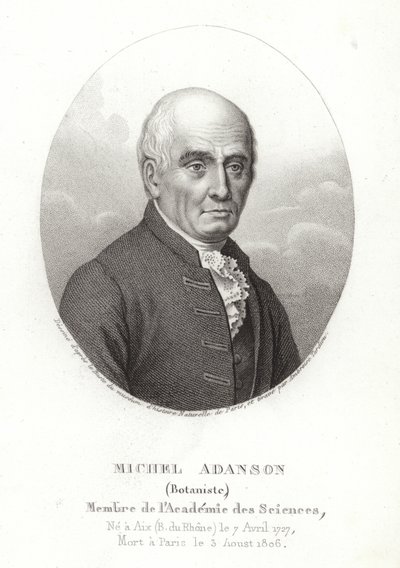 Michel Adanson autorstwa French School