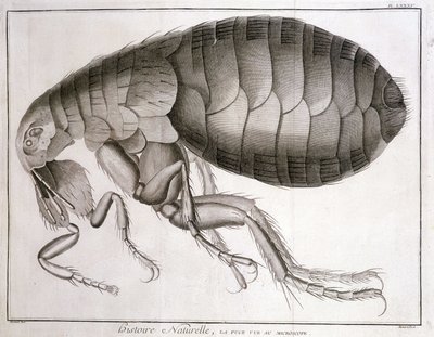 Mikroskop - w „Encyklopedii”, Diderot et d