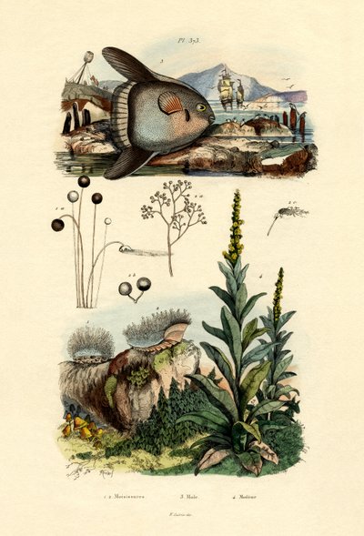 Pleśń, 1833-39 autorstwa French School