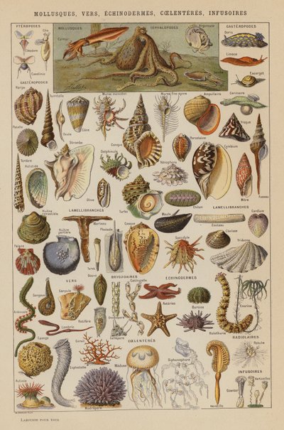 Mięczaki, robaki, szkarłupnie, coelenteres, infusoria (litografia kolorowa) autorstwa French School