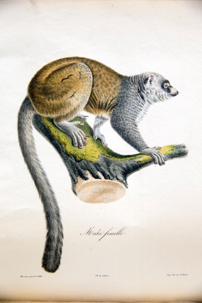 Lemur Mongoose, z Historii Naturalnej Ssaków, z oryginalnymi figurami, autorstwa Étienne Geoffroy Saint-Hilaire i Frédéric Cuvier, 1824-42 autorstwa French School