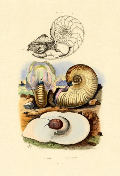 Księżycowy Ślimak, 1833-39 autorstwa French School