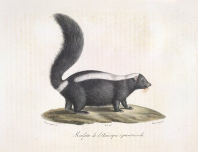 Skunks. Skunk, z historii naturalnej ssaków (kolor lito) autorstwa French School