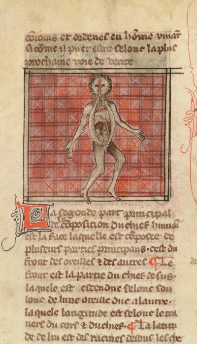 Ms 2030 fol.17 Figura anatomiczna z La Chirurgie de Maitre Henri de Mondeville autorstwa French School