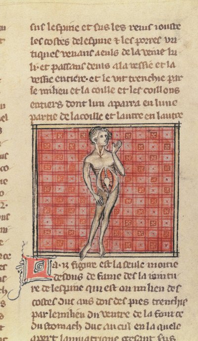 Ms 2030 fol.29 Figura anatomiczna z Chirurgii Maitre Henri de Mondeville autorstwa French School