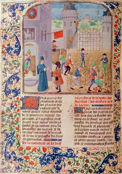 Ms 5064 fol.68v Praca w winnicy, z Livre des Prouffitz Champestres autorstwa Pietro de Crescenzi (1230-1321) autorstwa French School