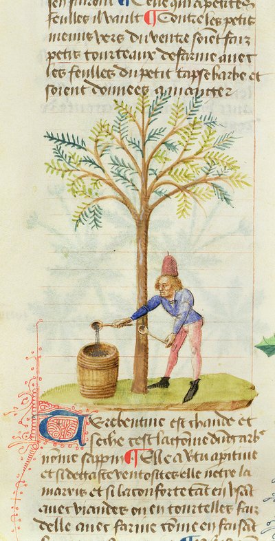 Ms Est 28 M.5.9 fol.165r Zbieranie terpentyny, z Grand Herbier przez Pedaniusa Dioscoridesa (ok. 40-90 ne) autorstwa French School