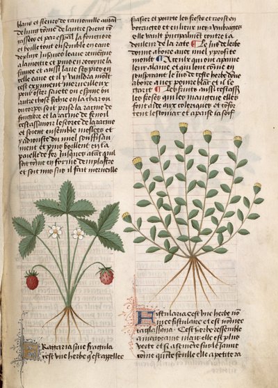 Ms Est 28 M 5.9 fol.75r Roślina truskawki, z "Grand Herbier" Pedaniusa Dioscoridesa (ok. 40-90 n.e.) autorstwa French School