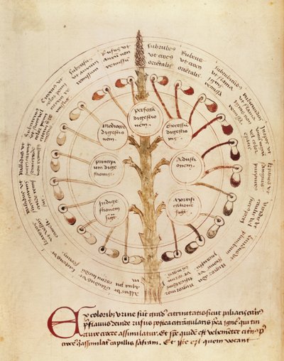 Pani Lat 11229 fol.19r Tabela do analizy moczu, z Petit Traite dhygiene et Medecine autorstwa French School