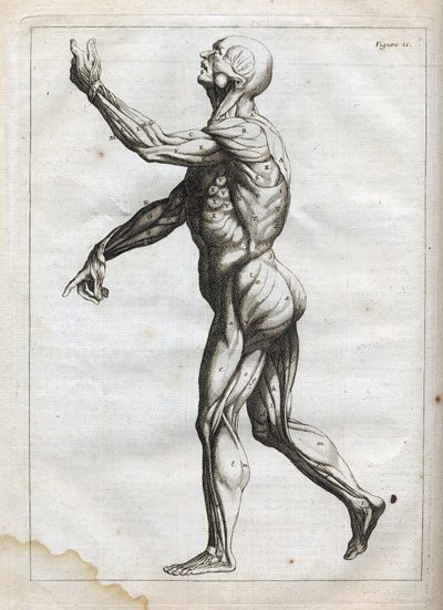 Mięśnie ludzkie - - grawerowanie w „Anatomii abstrakcyjnej, przystosowanej do malarstwa i rzeźby” - 1760 autorstwa French School