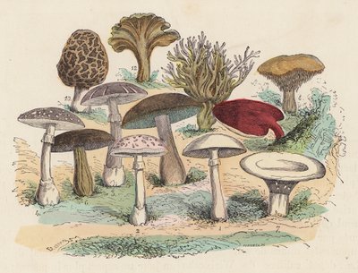 Grzyby (kolorowy grawer) autorstwa French School