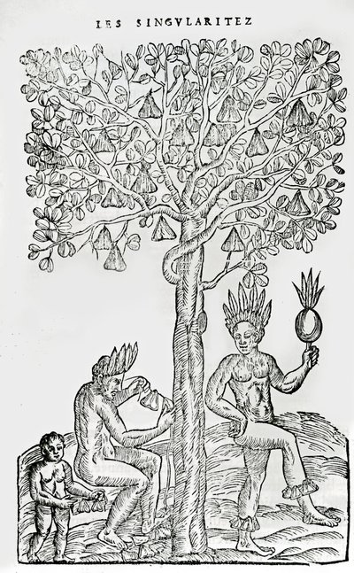 Nana fuit, roślina lecznicza, ilustracja z Singularities of France Antarctique, Andre de Thevet, 1558 autorstwa French School