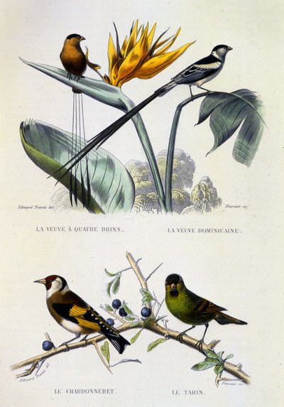 Płyta z historią naturalną: Ptaki: La Veuve a four strands, La Veuve dominique, Le chardonneret, Le Tarin - dzieła Buffona, tom V, b.d XIX w. autorstwa French School