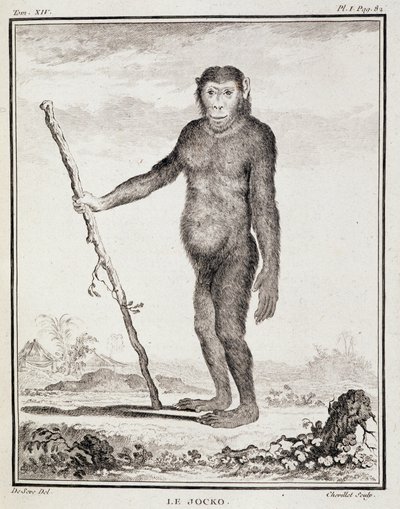 Plansza historii naturalnej: Jocko - w "Historii naturalnej, ogólnej i szczegółowej" Buffona autorstwa French School