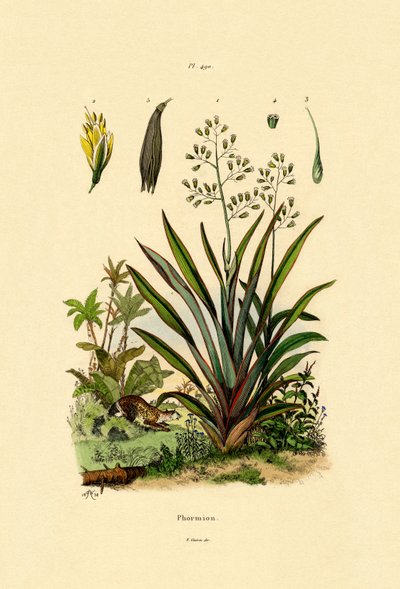 Len nowozelandzki, 1833-39 autorstwa French School