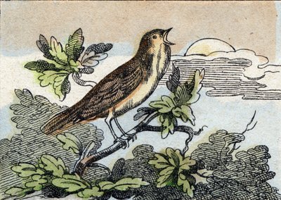 Słowik. Grawerowanie w "Buffon Alphabet des Oiseaux n 1". 3. Seria N 1. Obrazowanie Epinal, Epinal, koniec XIX wieku. 16 stron. Wymiary: 28x21 cm autorstwa French School