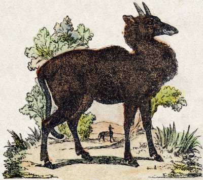 Nyl-ghau (Nyl-ghau, zwierzę indyjskie). Grawerowanie w „Alfabet des animaux sauvages””. 9. seria. Obraz Epinal, Pellerin, drukarz-wydawca, ok. 1870 r. Ryciny na drewnie, szablon. 16 stron. Wymiary: 20 x 15 cm. Prywatna kolekcja autorstwa French School