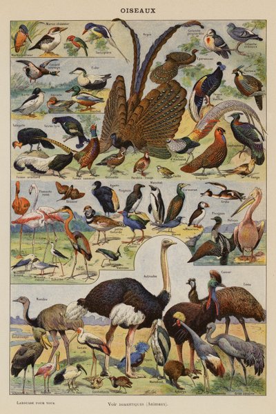 Ptaki (litografia kolorowa) autorstwa French School