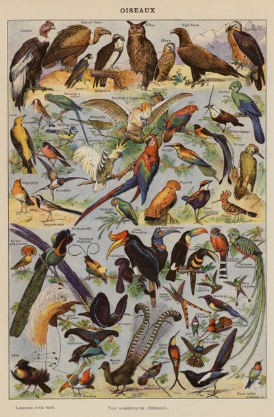 Ptaki (litografia kolorowa) autorstwa French School