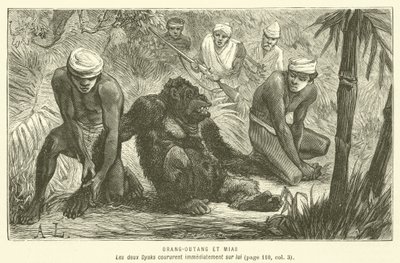 Orang-Outang Et Mias (grawerowanie) autorstwa French School