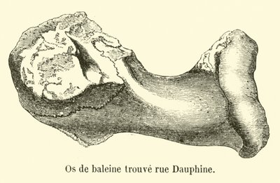 Kość wieloryba znaleziona rue Dauphine autorstwa French School