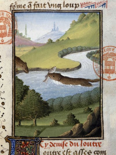Wydra - w „Księdze myśliwskiej Gastona Phoebusa, hrabiego Foix, Pana Bearn”” autorstwa French School
