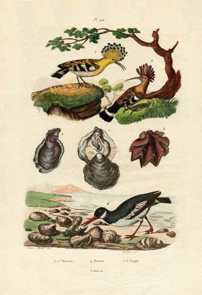 Ostrygi, 1833-39 autorstwa French School