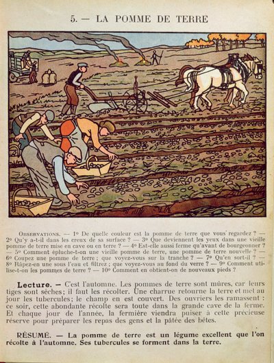 Strona z podręcznika szkolnego ilustrująca Uprawę Ziemniaka, ok. 1910 r. autorstwa French School
