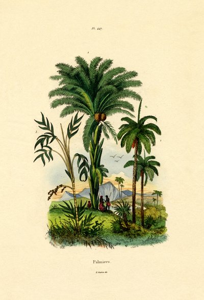 Palmy, 1833-39 autorstwa French School
