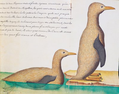 Pingwiny, Cieśnina Magellana, akwarela z dziennika pokładowego Jacquesa Gouina de Beauchesne (1652-1730), kapitan Compagnie Royale de la Mer du Sud, od 1698 do 1701, Francja autorstwa French School