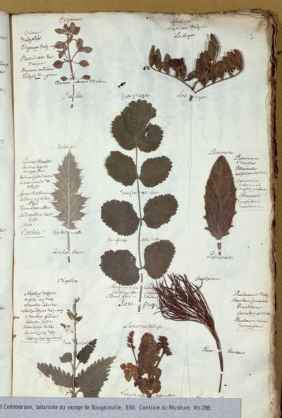 Zielnik Philibert Commersons (1727-73) autorstwa French School