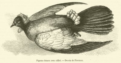 Chiński gołąb z gwizdkiem (grawerunek) autorstwa French School