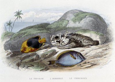 Ryby: trójkolorowy, okropny i chirurg - w „Histoire Naturelle” Lacépède, wyd. Veurne, Paryż autorstwa French School