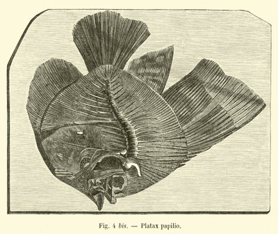 Motyl plataksowy autorstwa French School