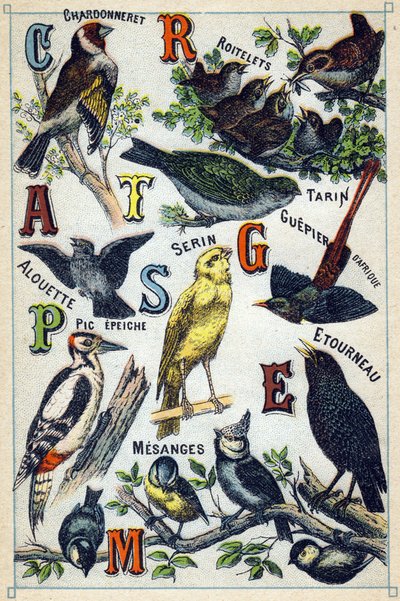 Płyta 1: Szczygieł, Strzyżyki, Czyż, Skowronek, Kanarek, Żołna, Dzięcioł, Szpak, Sikora. Grawerowanie w „Syllabary alfabetu ptaków”. Serie A. Pellerin et Cie, drukarze-wydawcy, Epinal, koniec XIX wieku. Chromolitografie. Mały 8- autorstwa French School