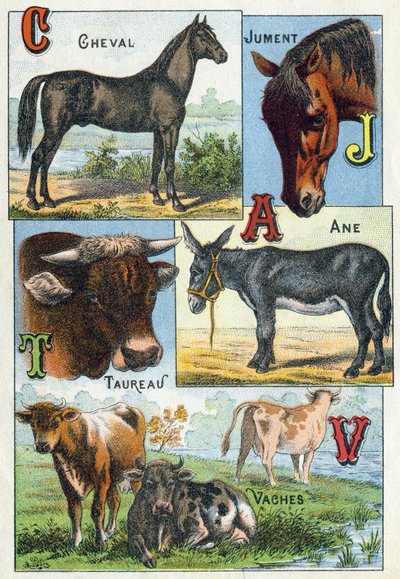 Płyta 1: Koń, Klacz, Byk, Osioł, Krowy. Grawer w „Alfabet sylabariuszy zwierząt domowych i gospodarskich”. Serie A. Pellerin et Cie, drukarze-wydawcy, Epinal, koniec XIX w. Chromolitografie. Wymiary: 19,5 x 13,5 cm autorstwa French School