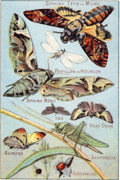 Płyta 1: Czaszka Sphinx, Hop Butterfly, Sphinx Neri, Ino, Gold Green, Aurora, Grasshopper, Ladybirds. Grawerowanie w „Syllabary alfabetu motyli i owadów””. Serie A. Pellerin et Cie, drukarze-wydawcy, Epinal, koniec XIX wieku. Chromolitografie. autorstwa French School