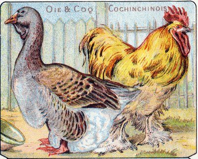 Talerz 2: Gęś i Kochiński Kogut. Grawerowanie w „Sylabariusze alfabetu ptaków i gadów””. Serie A. Pellerin et Cie, drukarze-wydawcy, Epinal, koniec XIX wieku. Chromolitografie. Mały 8-stronicowy album reklamowy zawierający sylabariusz i obrazek autorstwa French School