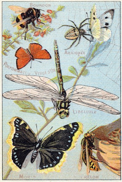 Płyta 3: Trzmiel, Araignee, Poliommat nawłoci, ważka, Morio, Szerszeń. Grawerowanie w „Syllabary alfabetu motyli i owadów””. Serie A. Pellerin et Cie, drukarze-wydawcy, Epinal, koniec XIX wieku. Chromolitografie. Mała 8-stronicowa reklama autorstwa French School