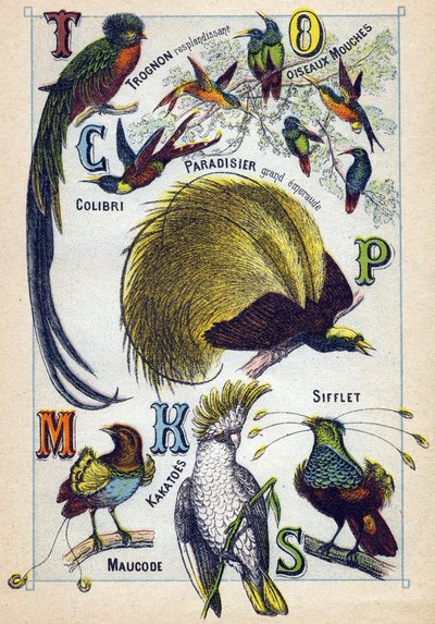 Płyta 3: Lśniący rdzeń, Latające ptaki, Koliber, Szmaragdowy raj, Kakatoes, Gwizdek, Maucode. Grawerowanie w „Syllabary alfabetu ptaków””. Serie A. Pellerin et Cie, drukarze-wydawcy, Epinal, koniec XIX wieku. Chromolitografie. Mała 8-stronicowa reklama autorstwa French School