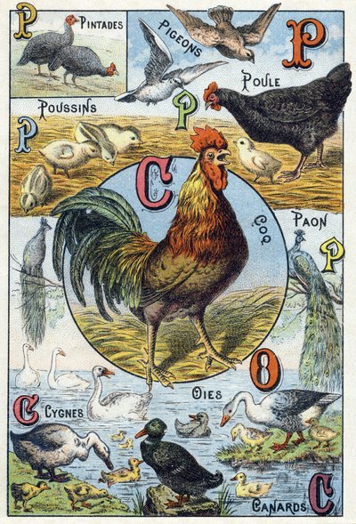 Talerz 3: perliczki, gołębie, pisklęta, kura, kogut, paw, łabędzie, gęsi, kaczki. Grawer w „Alfabet sylabariuszy zwierząt domowych i gospodarskich”. Serie A. Pellerin et Cie, drukarze-wydawcy, Epinal, k. XIX w. Chromolithographs. Wymiary: 19,5 autorstwa French School